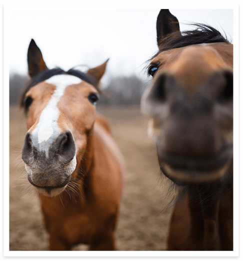 Two Horses Sniffing Camera