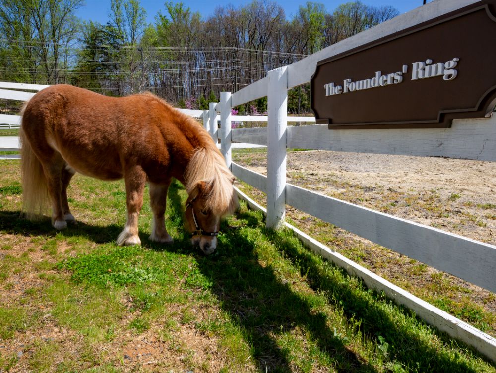 our-facility-founders-ring-with-pony