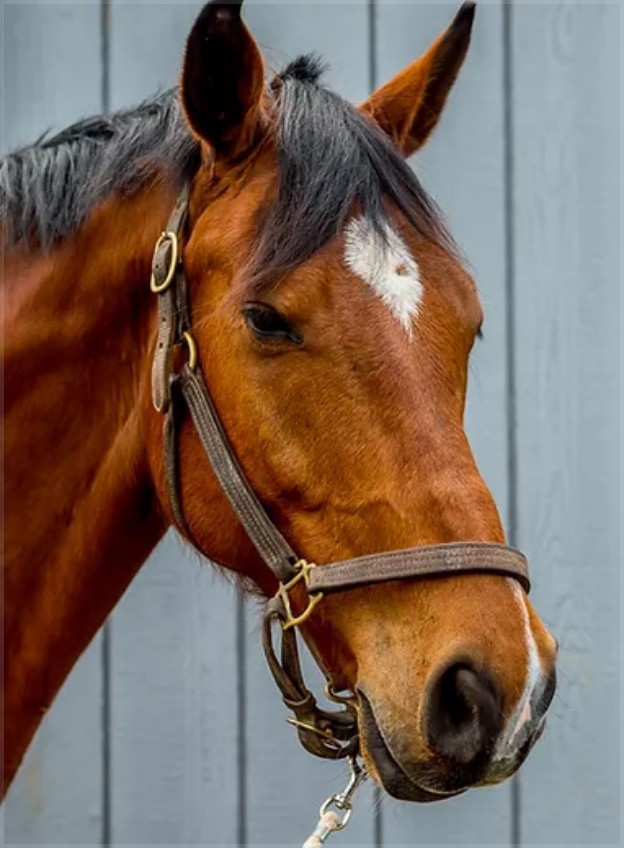Horse Charles headshot