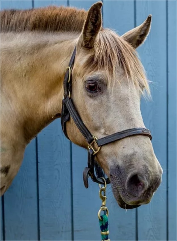 horse Cinder headshot