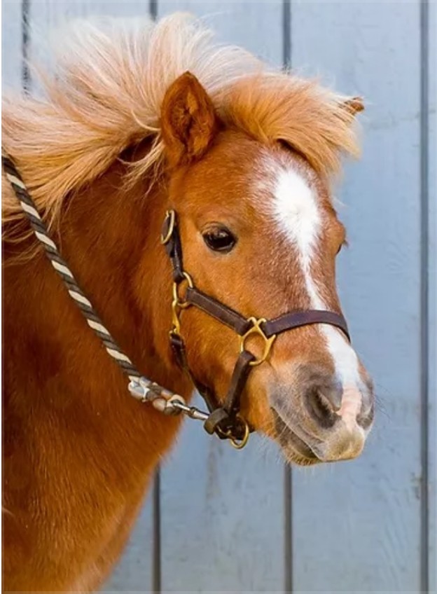 horse-pony Eleanor headshot
