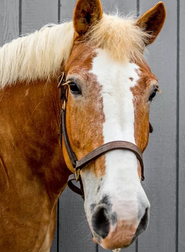 horse Lizzie headshot