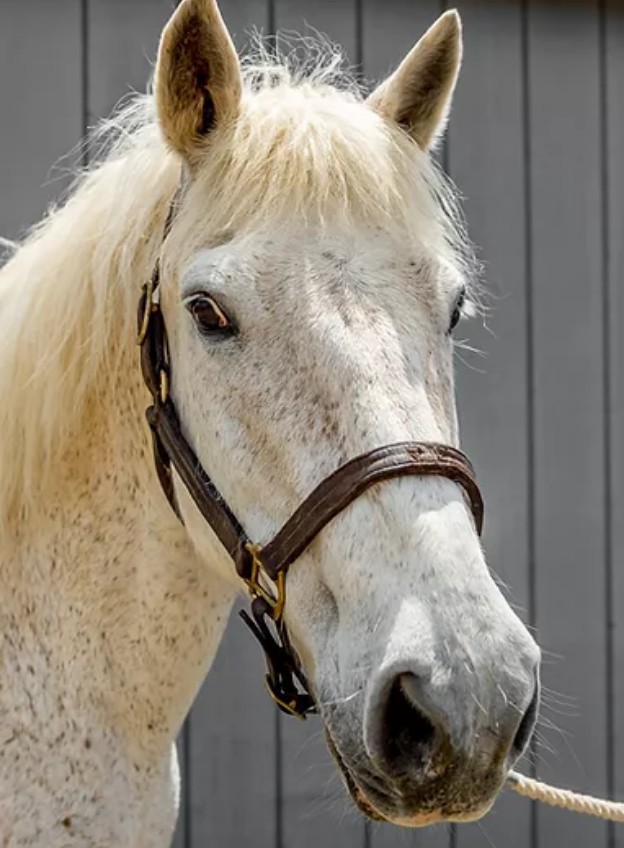 horse Prince headshot