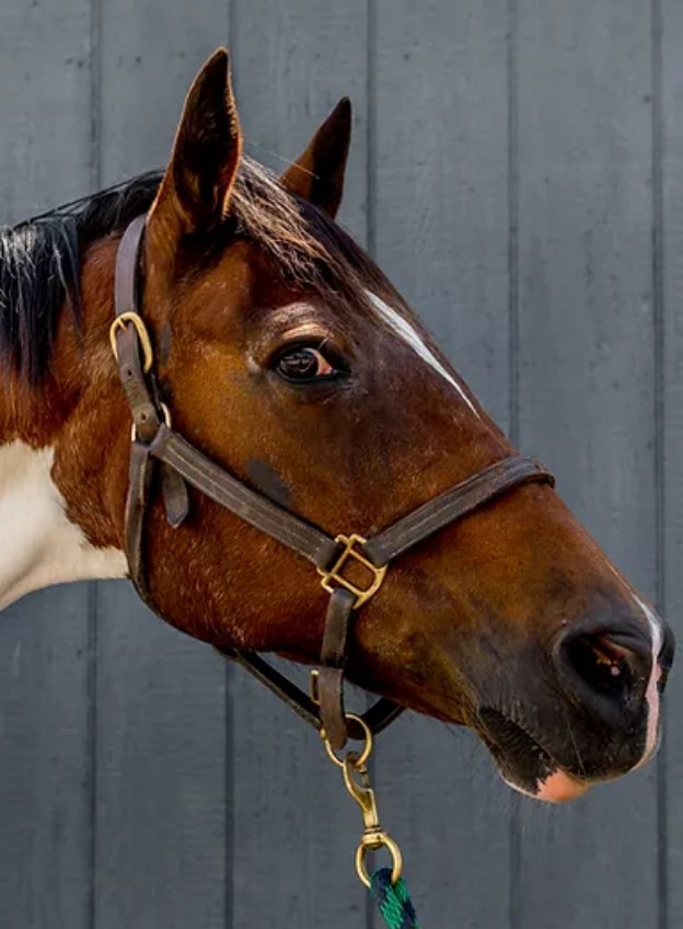 horse Rain headshot
