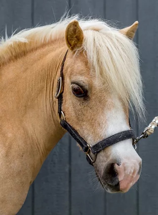 horse-pony Teddy headshot