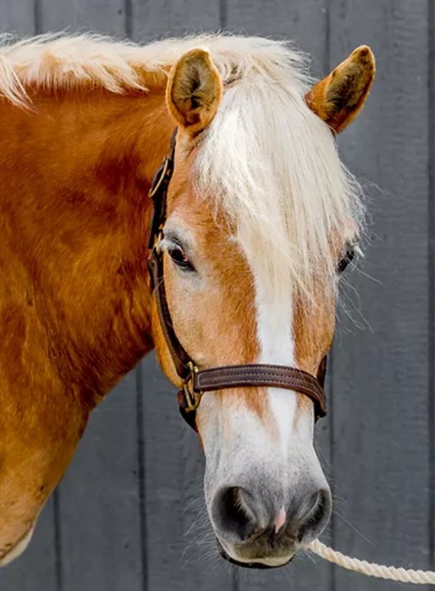 horse Woody headshot